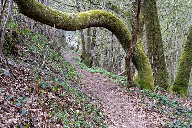 Het wandelpad naar Orchimont is overgroeid met bomen