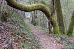 Het wandelpad naar Orchimont is overgroeid met bomen