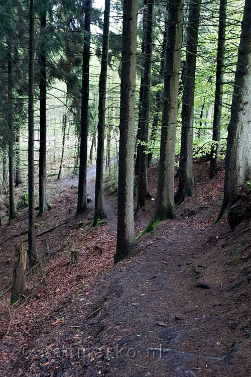 Het bospad richting Chateau Reinhardstein en de Warche in de Ardennen