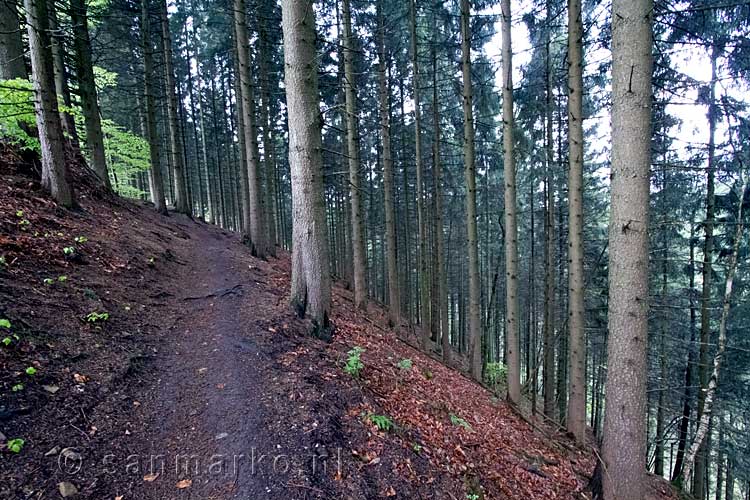 Door de bossen langs een steile afgrond wandelen we naar de Warche