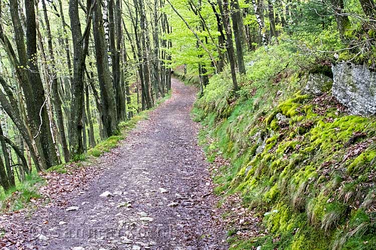 Een breed wandelpad door de mooie bossen richting de Warche