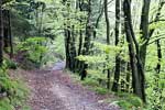 De mooie natuur tijdens deze rondwandeling bij Chateau Reinhardstein