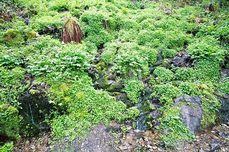 De mooie groene kleur wordt veroorzaakt door de leuke waterval