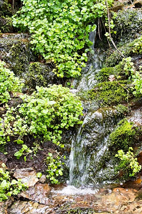 Een leuke kleine waterval langs het wandelpad richting de Warche