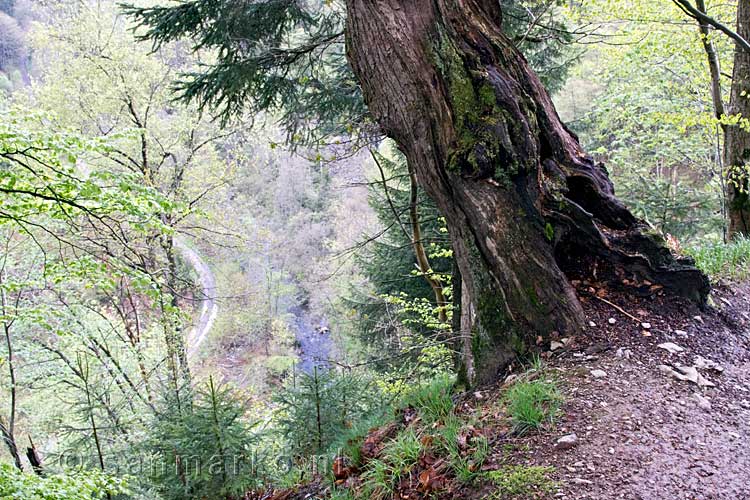 Een mooie doorkijk naar de Warche in de Ardennen