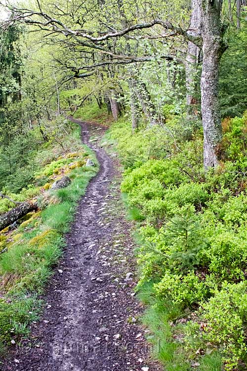 Het wandelpad bij de Warche omgeven door lente groen