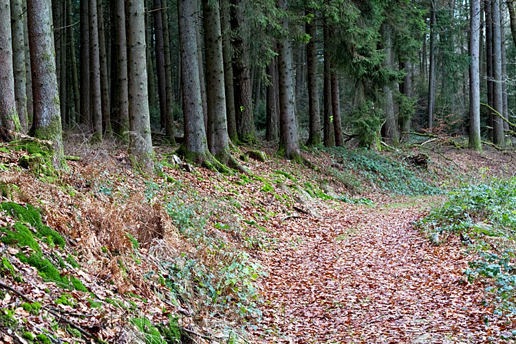 Wandelen door de bossen van Poupehan terug naar Rochehaut in België