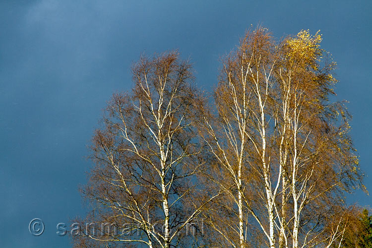 Herfstkleuren in de bomen tegen dreigende lucht bij Rochehaut