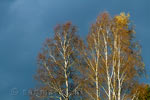 Herfstkleuren in de bomen tegen dreigende lucht bij Rochehaut