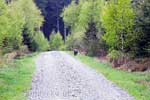 Een everzijn langs het wandelpad van Samrée naar La Roche-en-Ardenne