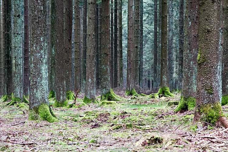 Wandelend door de mooie productiebossen bij Samrée in België