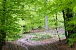 Door een fris groen bos wandelen we naar La Roche-en-Ardenne in de Ardennen