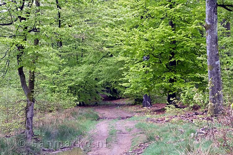 Een leuk wandelpad door de mooie bossen bij Samrée en La Roche-en-Ardenne