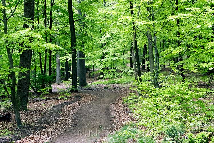 Het wandelpad door de bossen bij La Roche-en-Ardenne in de Ardennen