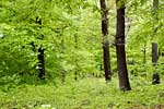 De mooie groene kleuren van de bossen bij La Roche-en-Ardenne in België