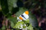 Een mooie vlinder langs het wandelpad tussen La Roche-en-Ardenne en Samrée