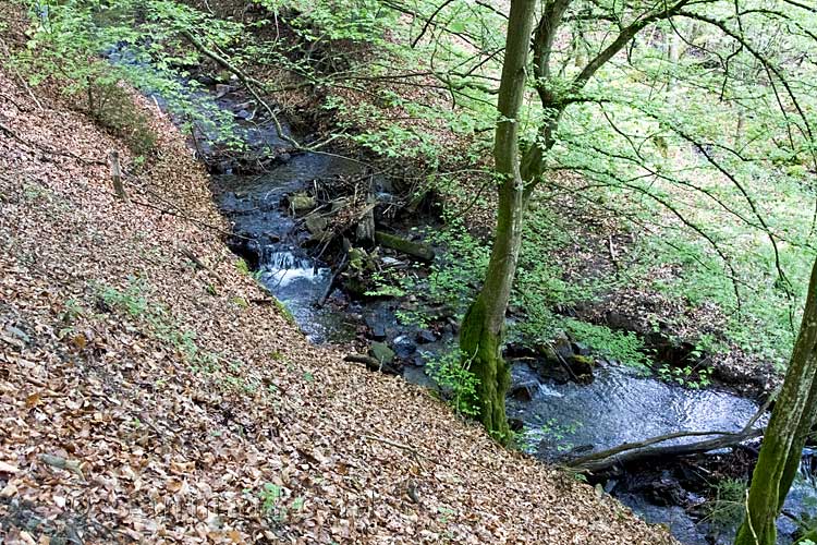 Het beekje langs het wandelpad tussen La Roche-en-Ardenne en Samrée