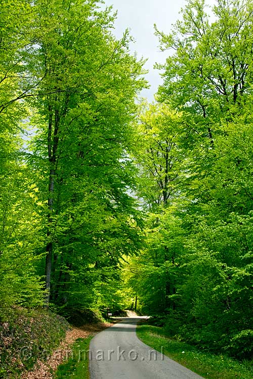 Door een haag van lente groene bomen wandelen we terug naar Samrée
