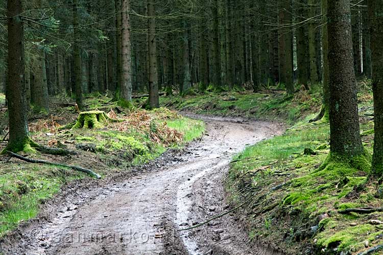 Over een modderig bospad wandelen we terug naar Samrée