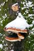Een ondergesneeuwde paddestoel in de bomen bij Malchamps bij Spa in de Ardennen
