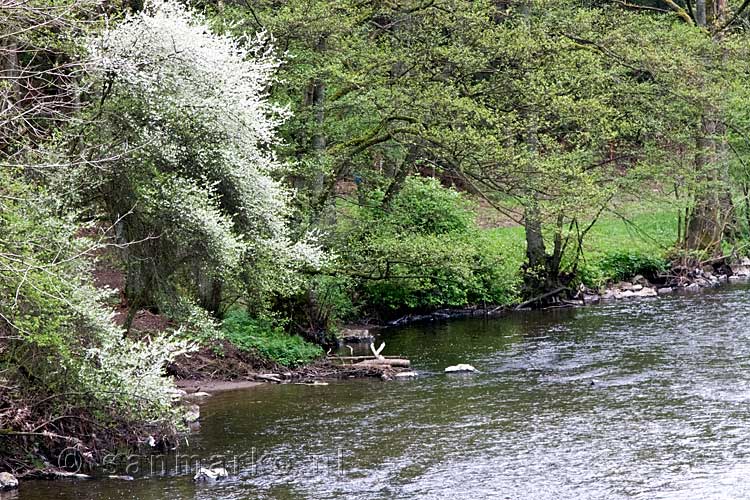 Wandelend langs de L'ambléve bij Stavelot in België