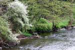 Wandelend langs de L'ambléve bij Stavelot in België