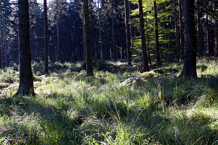 Door het bos van Ternell naar Getzbach in de Ardennen