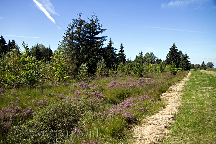 Bloeiende heide langs het wandelpad over de Hoge Venen in de Ardennen