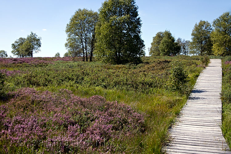 Volop bloeiende heide op de Königliches Torfmoor tijdens de wandeling van Getzbach naar Hill