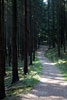 Het wandelpad door de dennenbossen richting Warche en Bayehon
