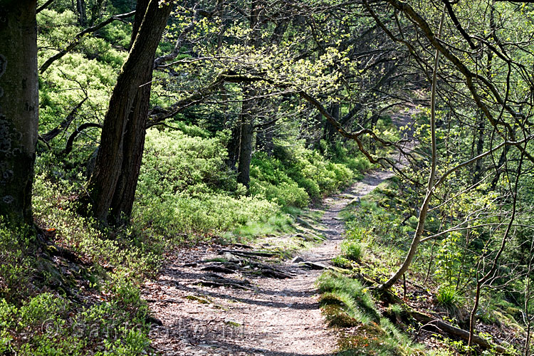 Wandelen door loofbossen richting Bayehon bij de Hoge Venen in de Ardennen