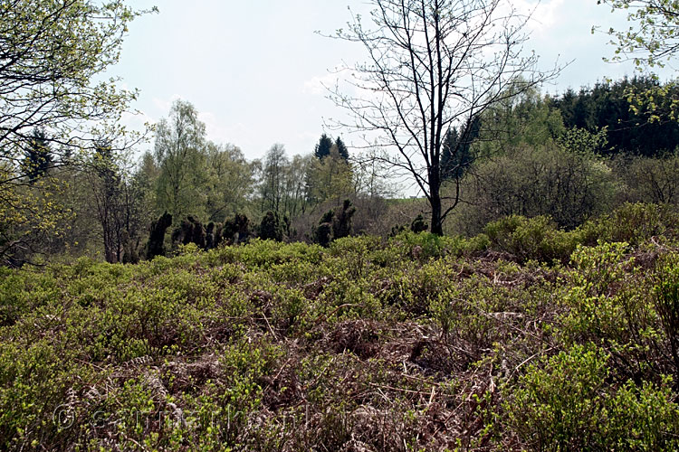 De natuur tussen Bayehon en Trôs Marets bij de Hoge Venen in België