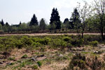 Het moerasgebied tussen Bayehon en Trôs Marets bij Longfaye in de Ardennen