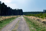 Wandelen tussen de bosbouw over een lang stuk rechte weg