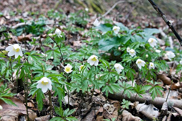 Bloeiende bosanemonen in maart bij Vencimont in de Ardennen