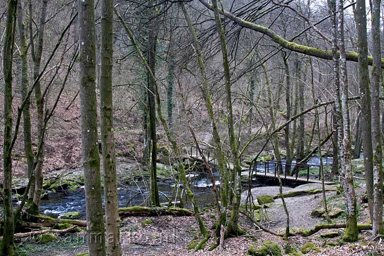 De laatste brug die we oversteken over de La Houille bij Vencimont in de Ardennen