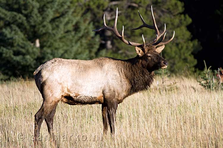 Een mannetjes Elk in de graslanden bij Lake Minnewanka bij Banff