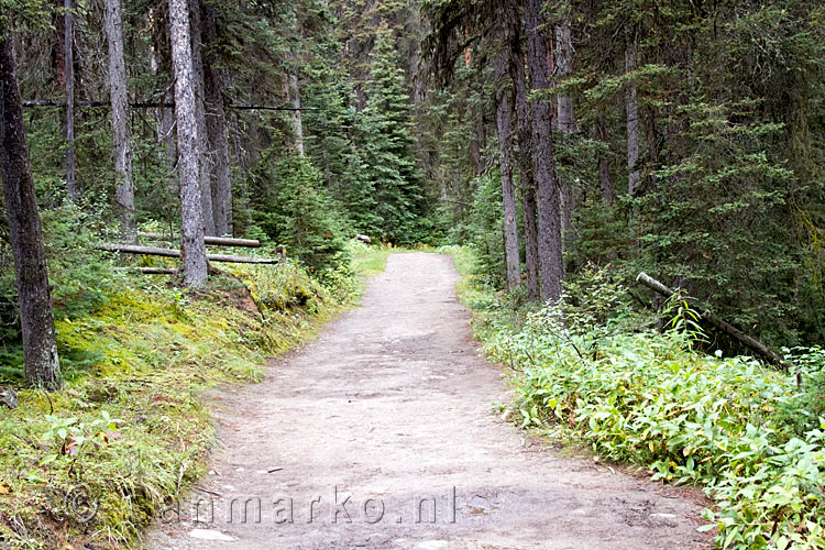 Het wandelpad door de bossen van Johnston Canyon naar de Ink Pots