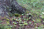 Cornus Canadensis langs het wandelpad naar de Ink Pots in Banff NP