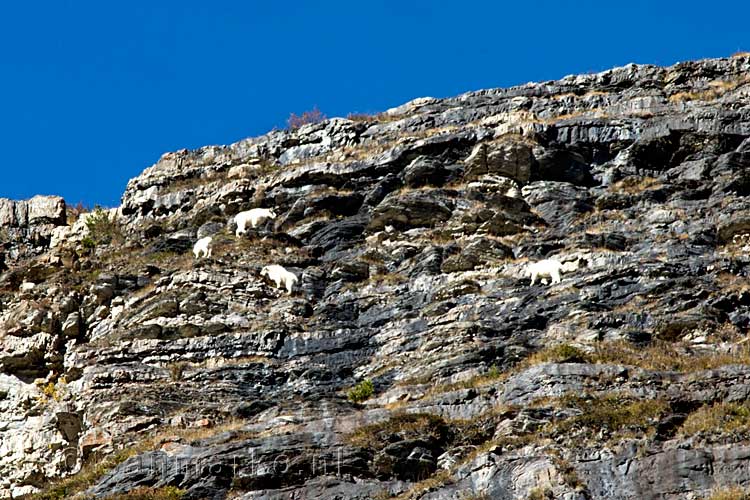 Sneeuwgeiten (Rocky Mountain goat) in de rotsen bij Lake Louise