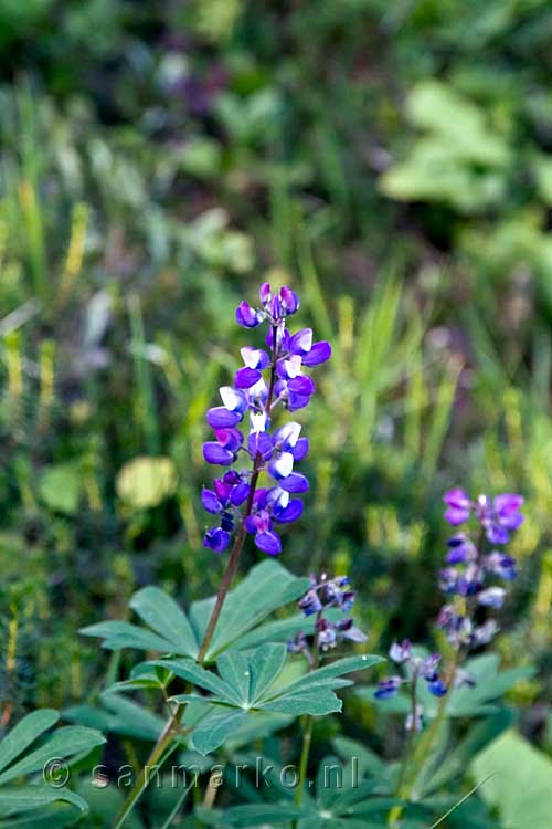 Tijdens onze rondreis door Canada zien we regelmatig Lupines