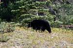 Een zwarte beer langs de weg in Jasper National Park