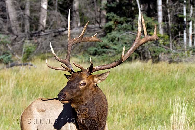 Een mannetjes Elk (Wapiti) in Jasper National Park in Canada