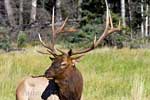 Een mannetjes Elk (Wapiti) in Jasper National Park in Canada