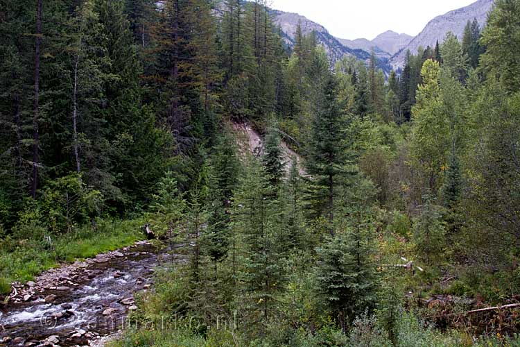 Wandelen langs de Fairy Creek bij Fernie in Canada