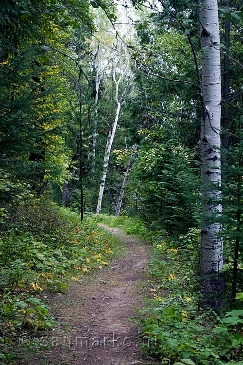 De mooie natuur langs het wandelpad naar de Fairy Creek Falls bij Fernie