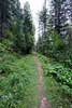 De herfstbloemen langs het wandelpad naar de Fairy Creek Falls