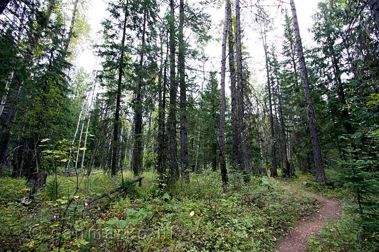 De natuur bij Fernie in British Columbia is ontzettend mooi