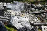 Op de steen in de puinhelling langs het Tamarack Trail zit een Pika (Fluithaas)