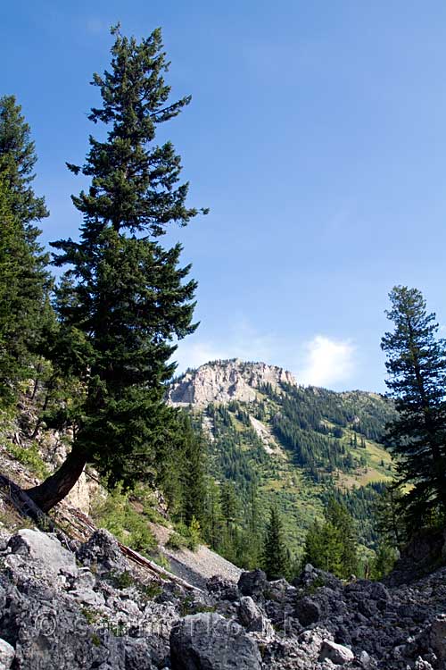 De 5 star summit gezien vanaf het Tamarack Trail bij Island Lake bij Fernie